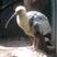 Buff-necked Ibis
